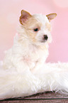 sitzender Golddust Yorkshire Terrier Welpe