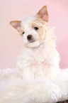 sitzender Golddust Yorkshire Terrier Welpe