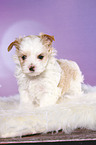 stehender Golddust Yorkshire Terrier Welpe