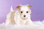 stehender Golddust Yorkshire Terrier Welpe