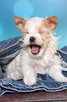 ghnender Golddust Yorkshire Terrier Welpe