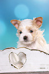 Golddust Yorkshire Terrier Welpe Portrait