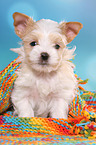 sitzender Golddust Yorkshire Terrier Welpe