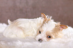 liegender Golddust Yorkshire Terrier Welpe