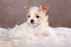 liegender Golddust Yorkshire Terrier Welpe