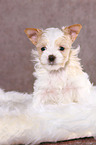 sitzender Golddust Yorkshire Terrier Welpe