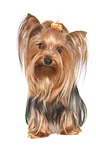 sitzender Yorkshire Terrier