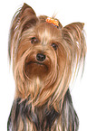 Yorkshire Terrier Kopf