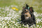 stehender Yorkshire Terrier