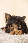 Yorkshire Terrier knabbert an Knochen