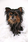 Yorkshire Terrier mit Federboa