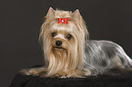 liegender Yorkshire Terrier