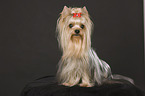 sitzender Yorkshire Terrier