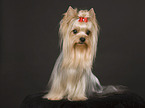 sitzender Yorkshire Terrier