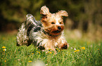 rennender Yorkshire Terrier