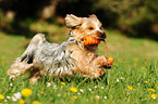 spielender Yorkshire Terrier