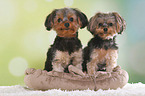 2 Yorkshire Terrier