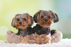 2 Yorkshire Terrier