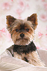 Yorkshire Terrier Portrait