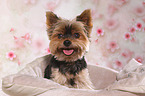 Yorkshire Terrier Portrait