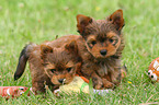 2 Yorkshire Terrier Welpen