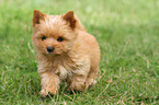 rennender Yorkshire Terrier Welpe