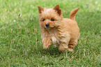 rennender Yorkshire Terrier Welpe