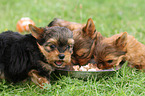 3 Yorkshire Terrier Welpen