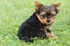 sitzender Yorkshire Terrier Welpe