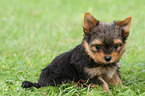 sitzender Yorkshire Terrier Welpe