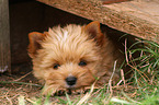 liegender Yorkshire Terrier Welpe