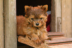 stehender Yorkshire Terrier Welpe