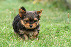 laufender Yorkshire Terrier Welpe