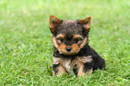 sitzender Yorkshire Terrier Welpe