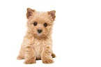 sitzender Yorkshire Terrier Welpe