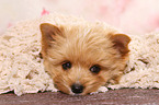 liegender Yorkshire Terrier Welpe