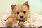 liegender Yorkshire Terrier Welpe