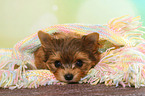 liegender Yorkshire Terrier Welpe