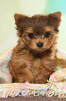 sitzender Yorkshire Terrier Welpe