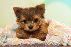 liegender Yorkshire Terrier Welpe