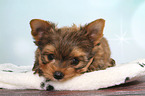 liegender Yorkshire Terrier Welpe