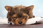 schlafender Yorkshire Terrier Welpe