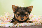 liegender Yorkshire Terrier Welpe