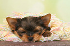 liegender Yorkshire Terrier Welpe