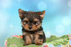 Yorkshire Terrier Welpe