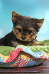 Yorkshire Terrier Welpe