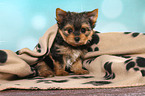 sitzender Yorkshire Terrier Welpe