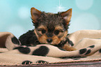 liegender Yorkshire Terrier Welpe