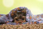 liegender Yorkshire Terrier Welpe