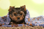 liegender Yorkshire Terrier Welpe